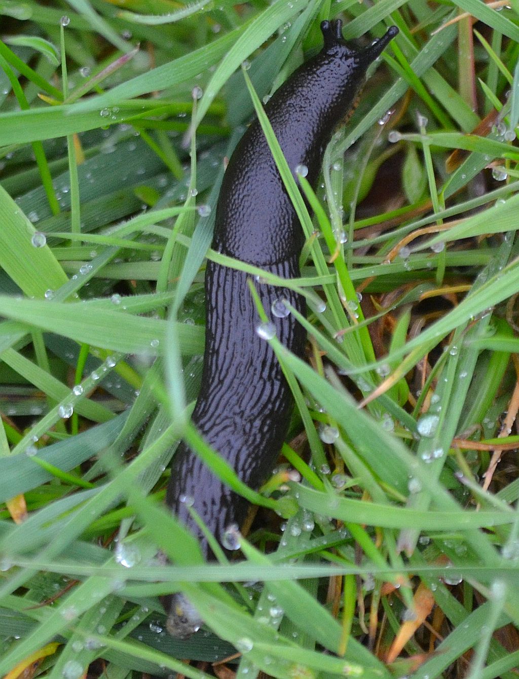 Black Slug 